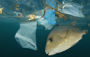 fish boxes uk
